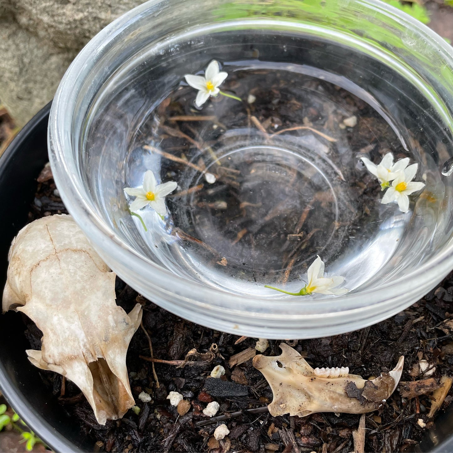 Insight Flower & Stone essence