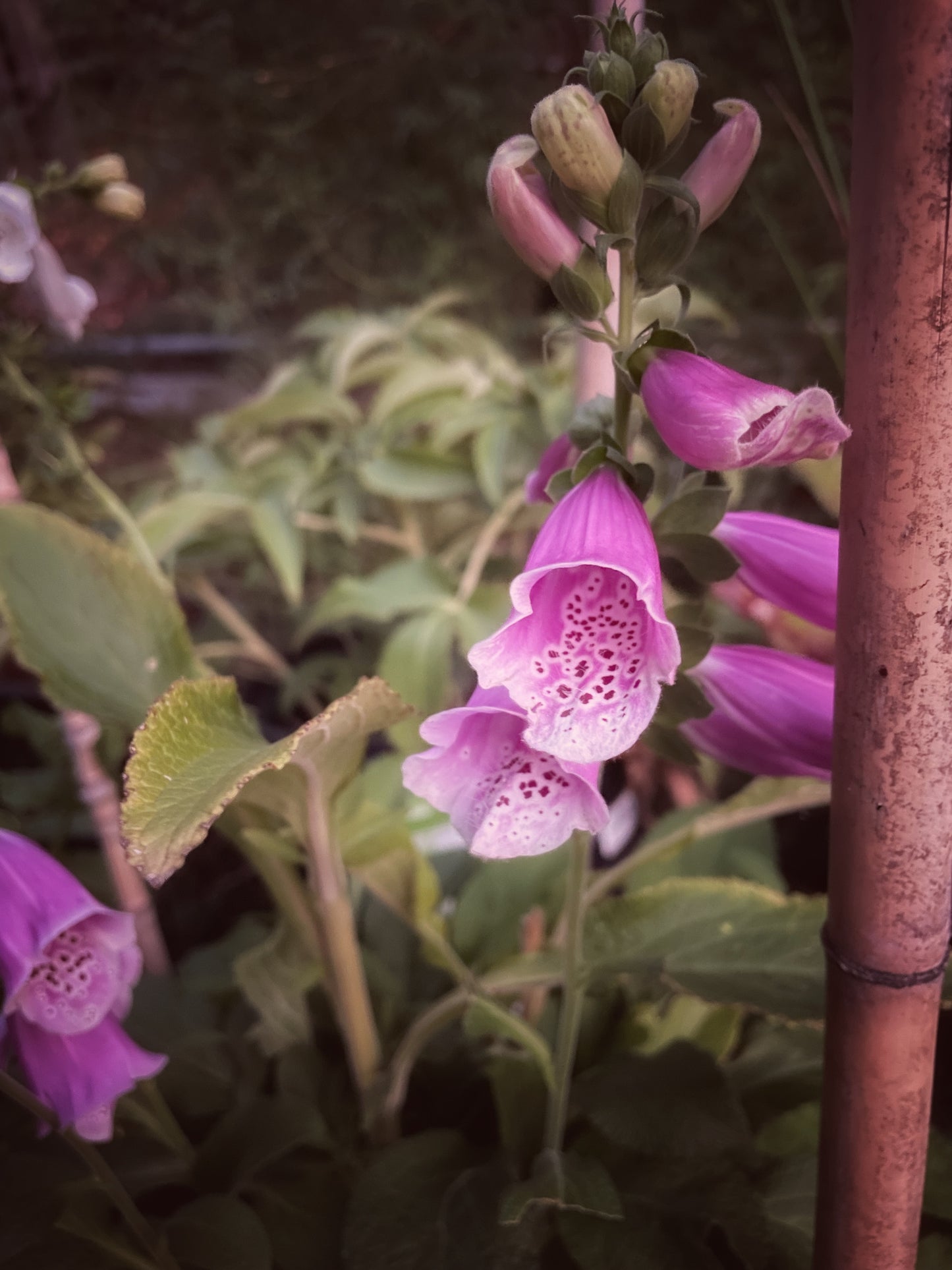 Foxglove Flower Essence